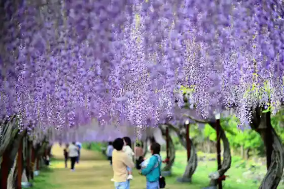 Fuji Park