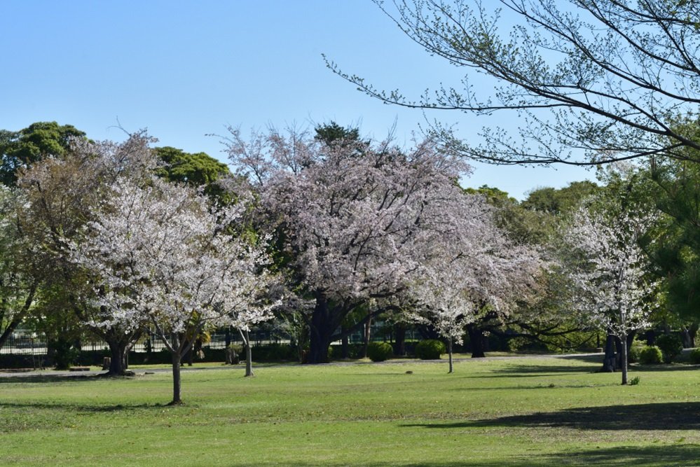 Emi Park Wako Jurin (Wako Jurin Park)