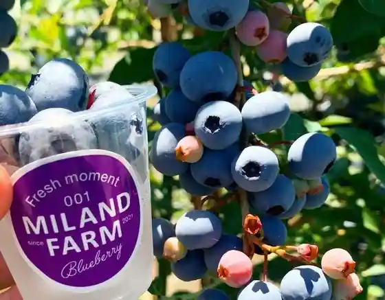 MILAND FARM