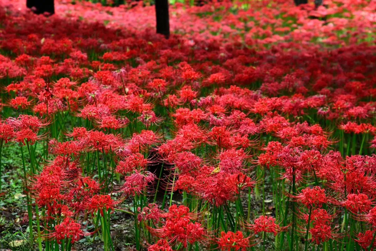 Murakami Green Park