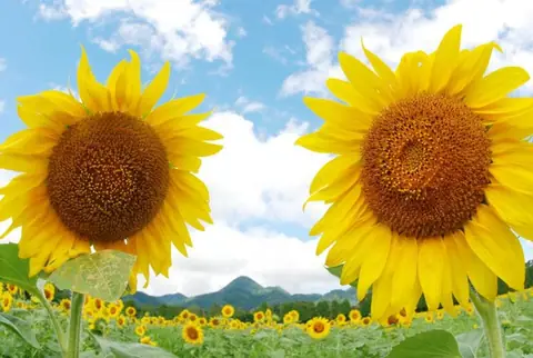Kemuriyama Sunflower Park (next to Kemuriyama Park)