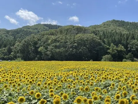 Wami Flower Park