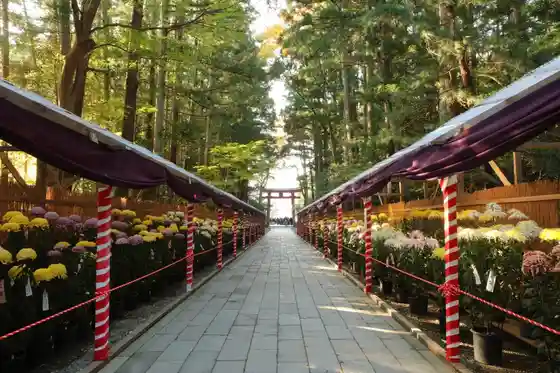 Yahiko Kiku Festival