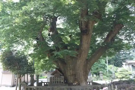 Yahiko no Takogayaki