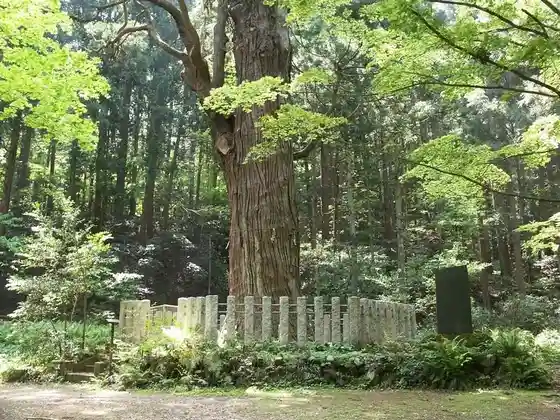 Yahiko no Ba Ba Sugi