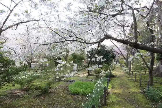 Yahiko Jinja Sakura En