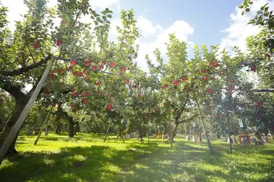 Yaita Apple Orchards