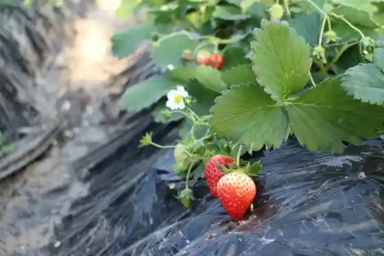 Yaita Satoyama Strawberry Farm