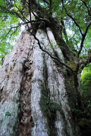 Kigen Sugi