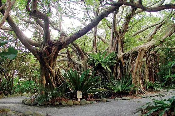 Shidoko Gajumaru Park