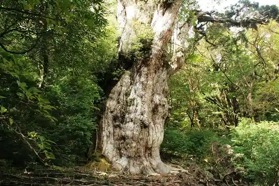Jomon Sugi