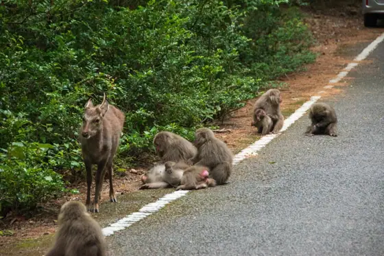 Western Forest Road