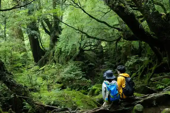 Shiratani Unsuikyo (Drum Rock)