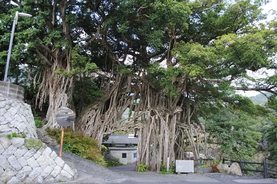 Nakama Banyan Tree