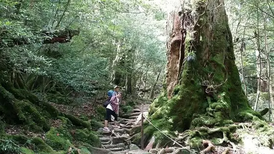 Safer Climbing on World Natural Heritage Yakushima