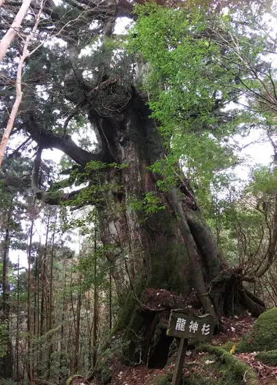Ryujin Cedar