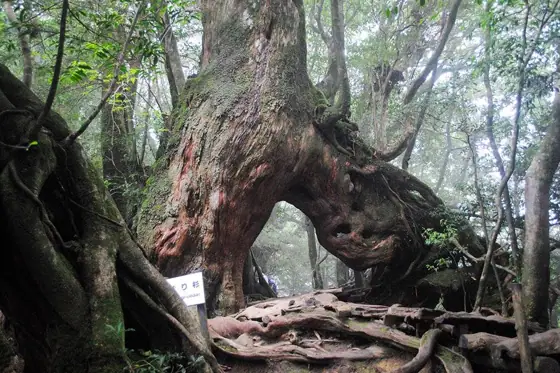 Shiratani Unsuikyo Trekking, Yakushima