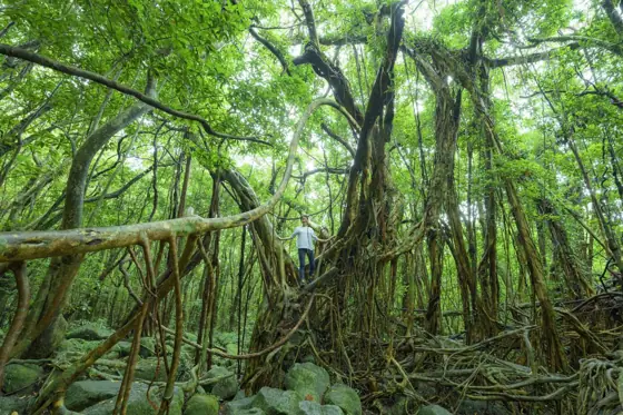 Sarugawa Banyan Grove