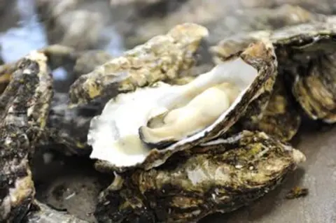 Sanriku Yamada Oyster Hut