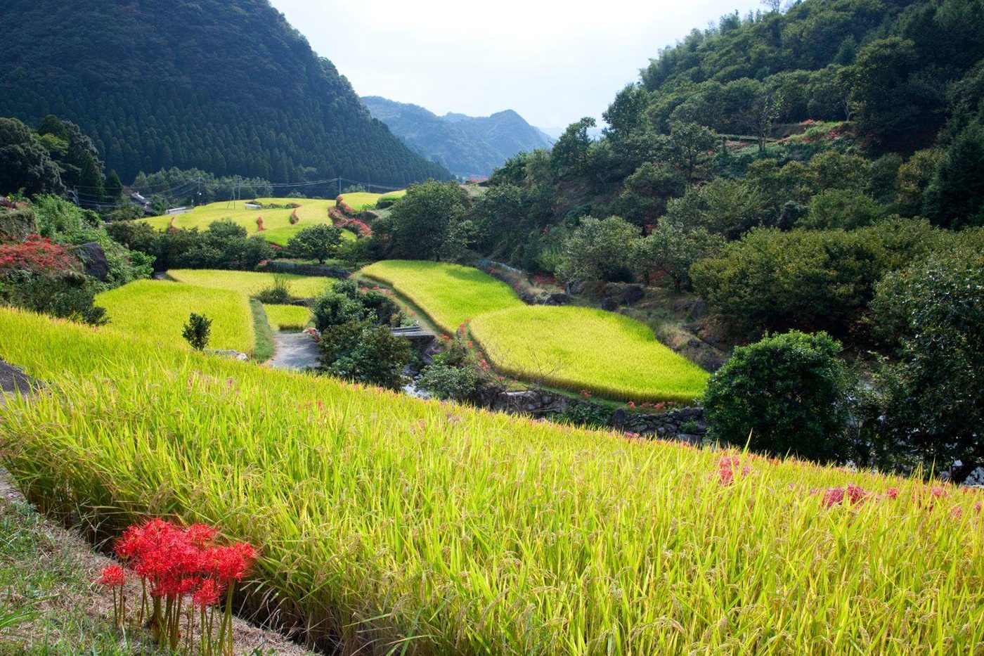 Bansho Rice Terraces