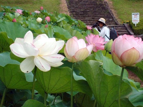 Ancient Lotus Garden