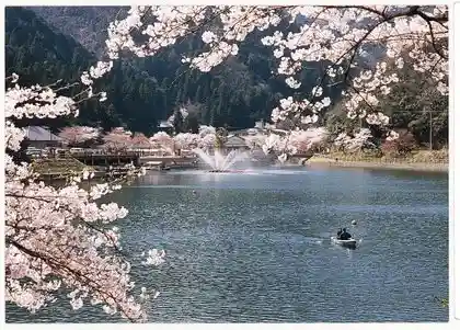 Ijira Lake Cherry Blossoms