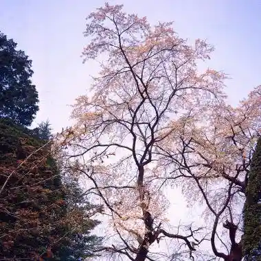 Kiyomizudera no Shidarezakura