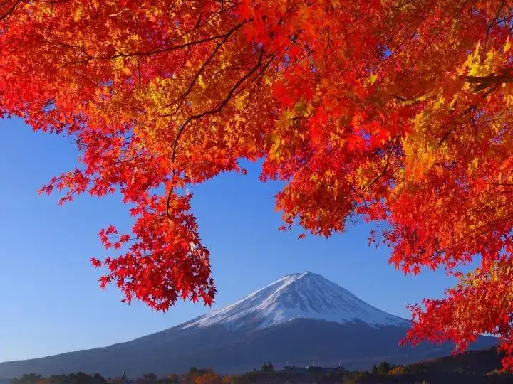 Momiji Tonneru (Momijitonneru)