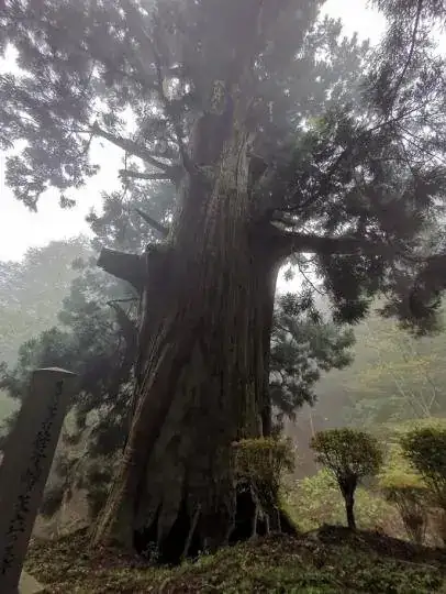 Yatate no Sugi