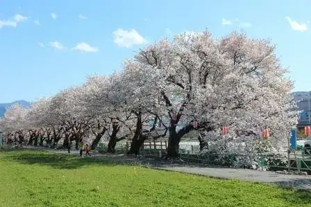 Yamabushi Kawa no Sakura Namiki (Yambushigawa no Sakuranamiki)