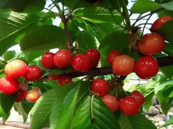 Cherry Picking at Miyamoto Orchard