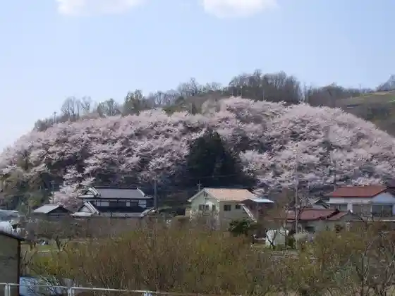 Mount Kojin Cherry Blossoms