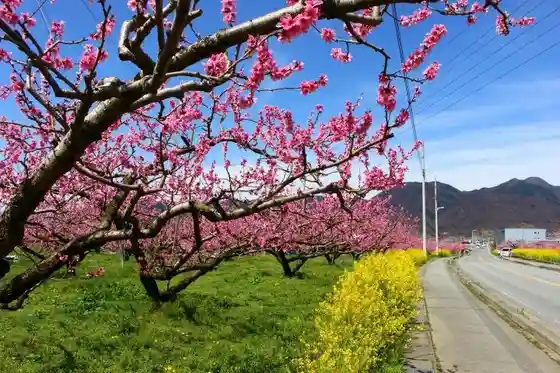 Yamanashi City Peach Blossom Land