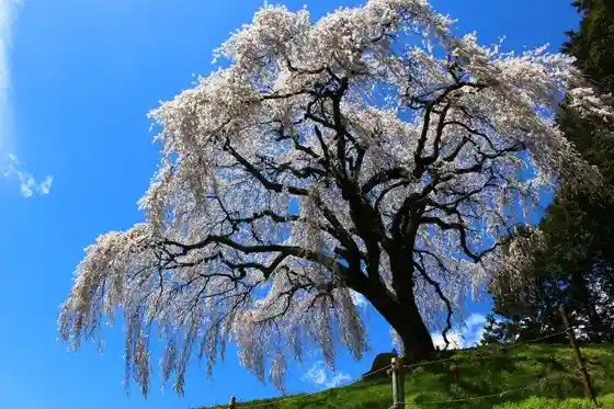 Otogatsuma Weeping Cherry