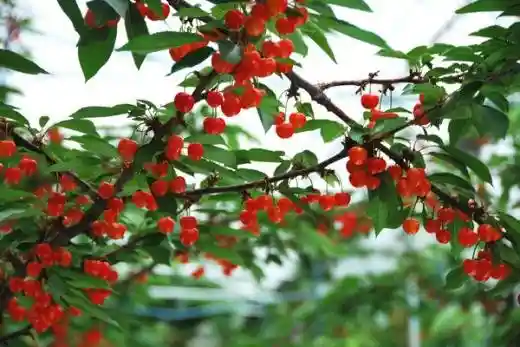 Yamaguchi Cherry-Picking Farm