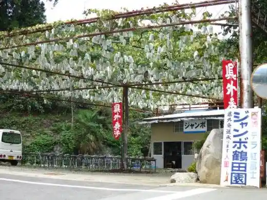 Jumbo Tsuruta Orchard