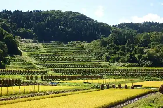 Daiwarabi no Tanada