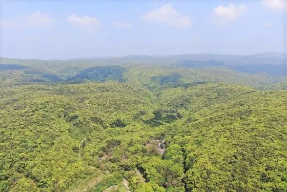 Amami Forestpolis