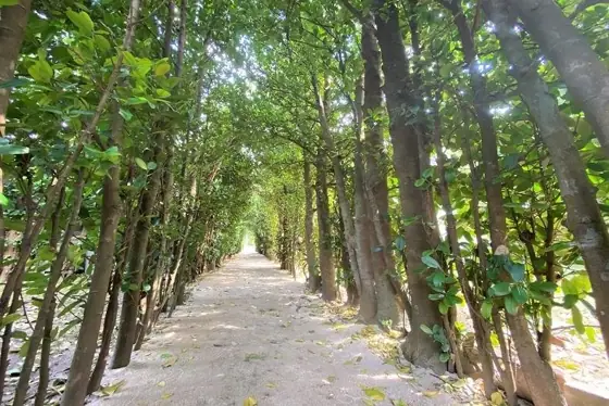 Kuninao Fukugi Avenue