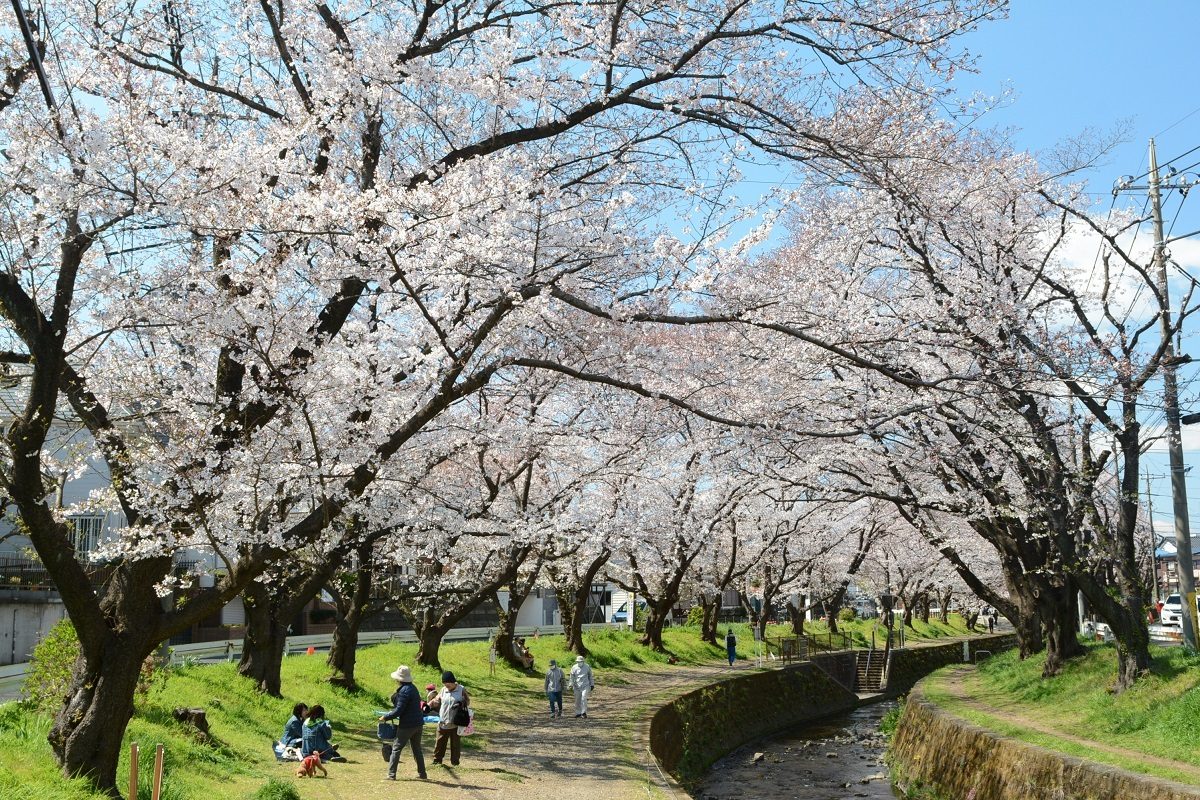 Hikiji River Thousand Cherry Blossoms