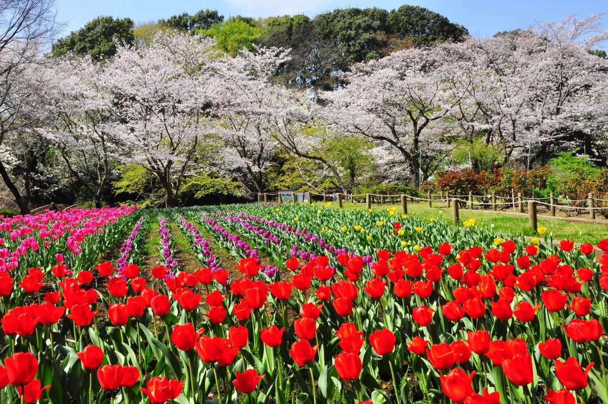 Fureai Forest