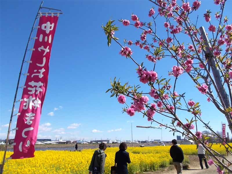 Nakagawa Yashio Furawa Park