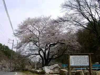 Sakura Moto Koen Edohigan Sakura