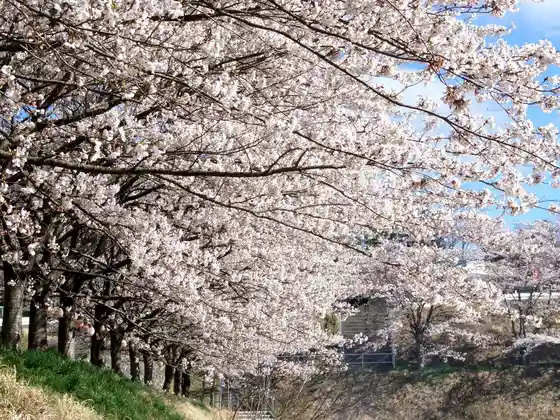 Yasuoka Sogo Guraundo 100 Hon Sakura