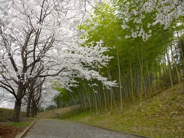 Funaoka Chikurin Park