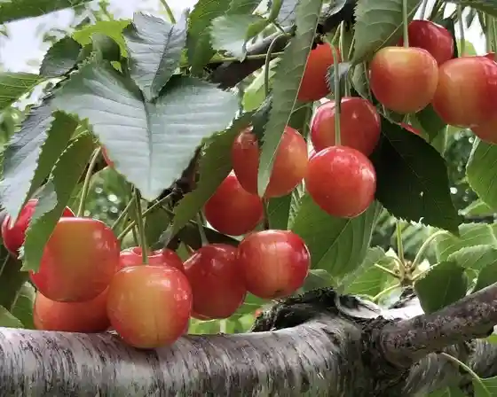Nitori Tourism Orchard
