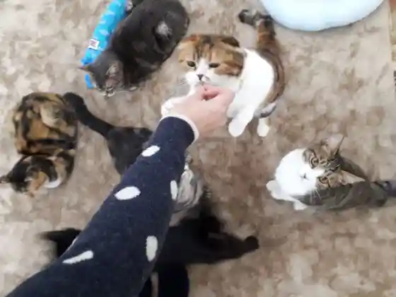 Cat Cafe Reon