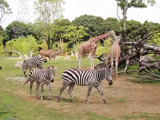 Yokohama Zoo Zoorasia