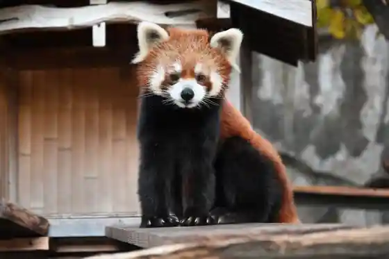 Nogeyama Zoo