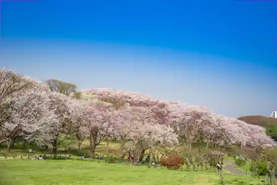 Negishi Forest Park